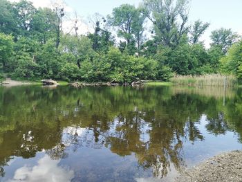 Scenic view of lake in forest