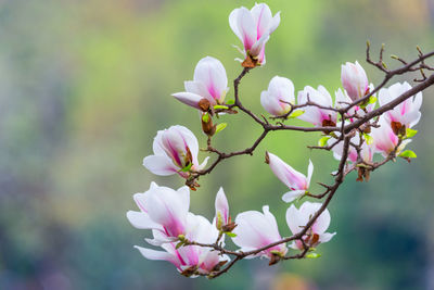 Close-up of pink cherry blossom