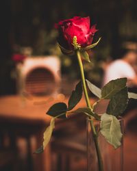 Close-up of rose plant