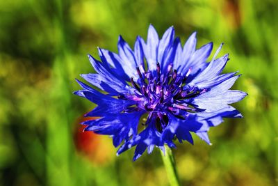 Close-up of purple blue flower