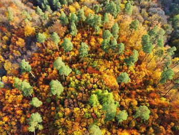 High angle view of trees in forest during autumn