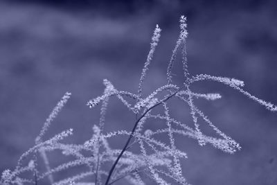 Close-up of snowflakes on grass against sky