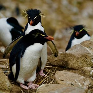 Close-up of penguins on rock