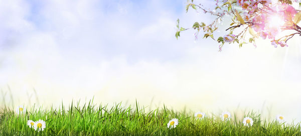 Close-up of flowering plants on field against sky