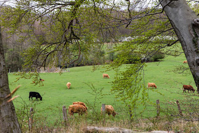 View of sheep grazing on field