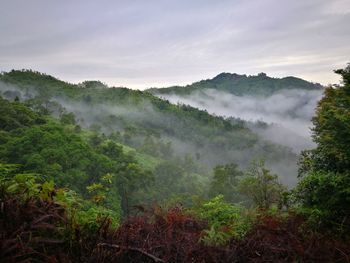 Scenic view of forest against sky