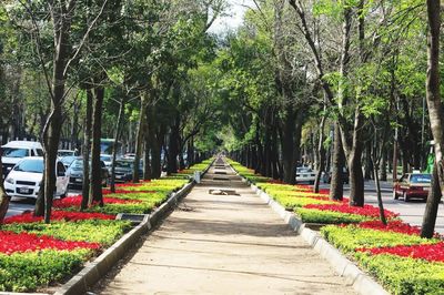 Road along trees