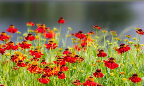 Red poppy flower blooming in field