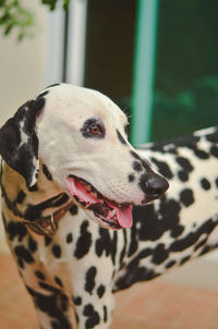 Close-up of a dalmatian dog looking away