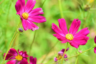 Close-up of pink cosmos flowers