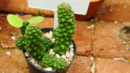 High angle view of succulent plant in pot