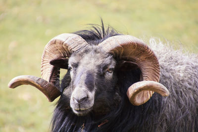 Close-up of animal head