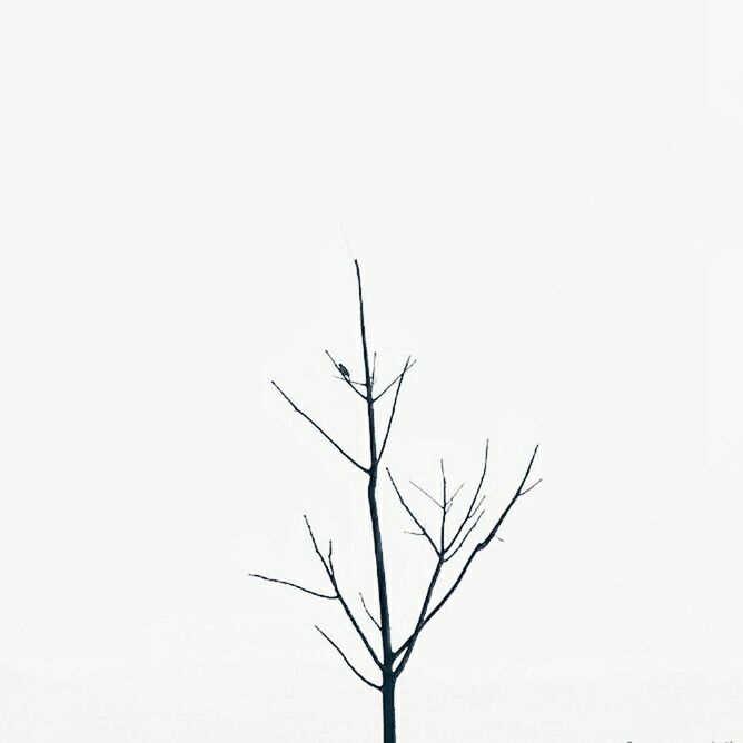 clear sky, copy space, branch, low angle view, nature, tranquility, bare tree, tree, beauty in nature, white background, growth, no people, silhouette, outdoors, studio shot, tranquil scene, day, leaf, dead plant, twig