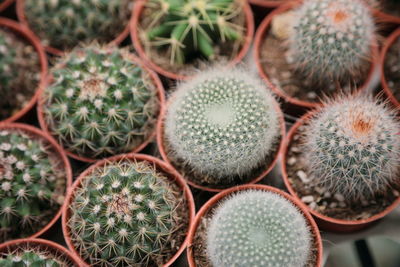 Full frame shot of succulent plants