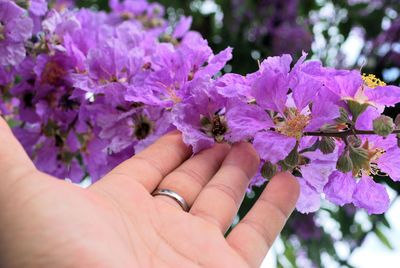 Close-up of hand holding purple flowering plant