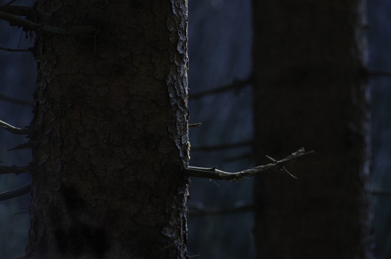 CLOSE-UP OF DEAD TREE TRUNK