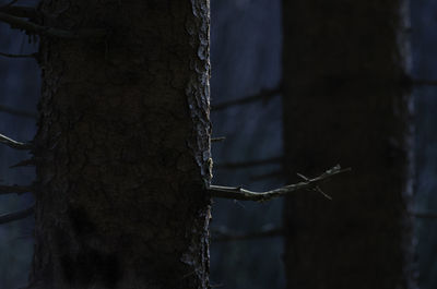 Close-up of barbed wire on tree trunk