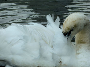 Close-up of swan in lake