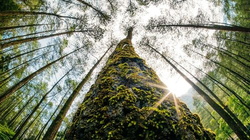 Low angle view of sunlight streaming through trees