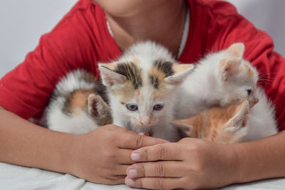 Midsection of woman with kitten