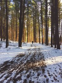 Snowy footpath amidst trees in forest