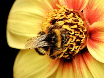 Close-up of bee on yellow flower
