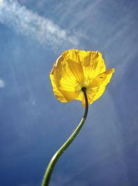 Close-up of yellow poppy blooming against blue sky