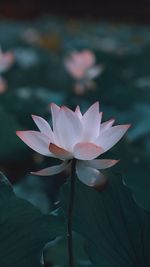 The lotus flower