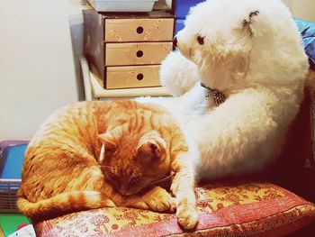 View of a cat resting at home