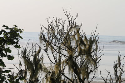 Close-up of branches against clear sky