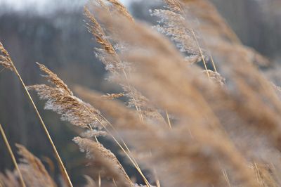 Close-up of grass during winter