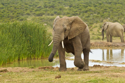 Elephant standing in grass