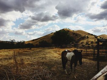 Horse on field against sky