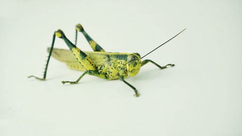 Close-up of grasshopper