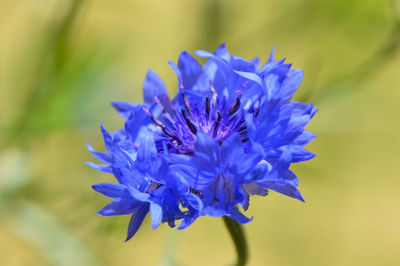 Close-up of purple flowers