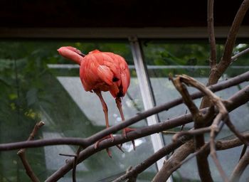 Close-up of bird perching on branch