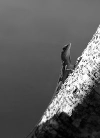 Low angle view of bird perching against clear sky
