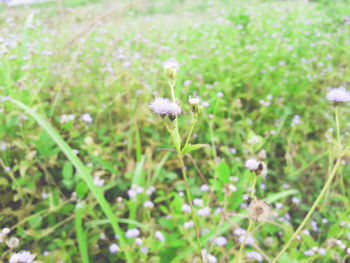 Close-up of wildflowers blooming in field