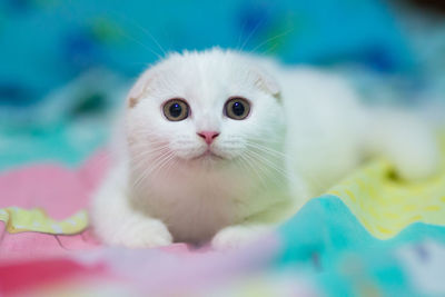 Portrait of white cat