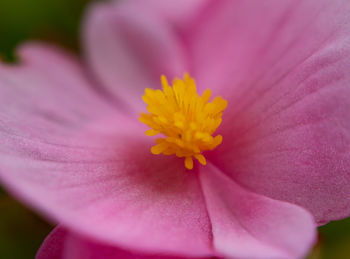 Macro shot of pink flower pollen