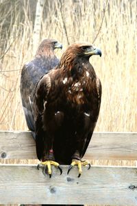 Close-up of bird perching on wood