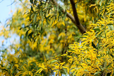 Close-up of yellow flowering plant