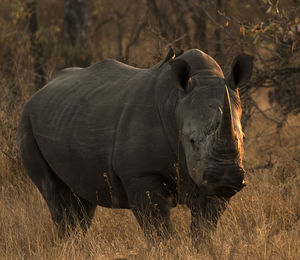 View of rhino on field