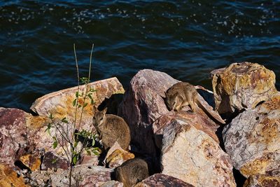 High angle view of rocks on sea shore