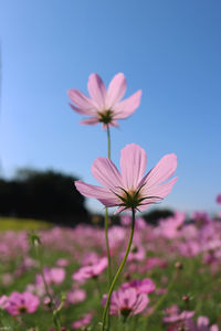 Close-up of pink cosmos flower against sky