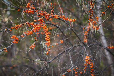Close-up of orange berries on tree during autumn