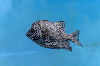 Close-up of fish swimming underwater