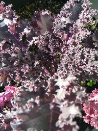 Close-up of pink flowers on tree