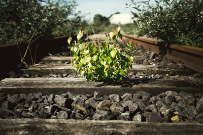 Close-up of railroad tracks by plants