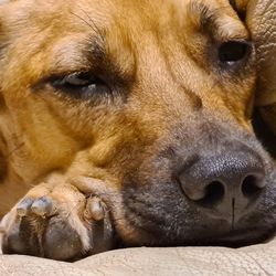 Close-up portrait of a dog